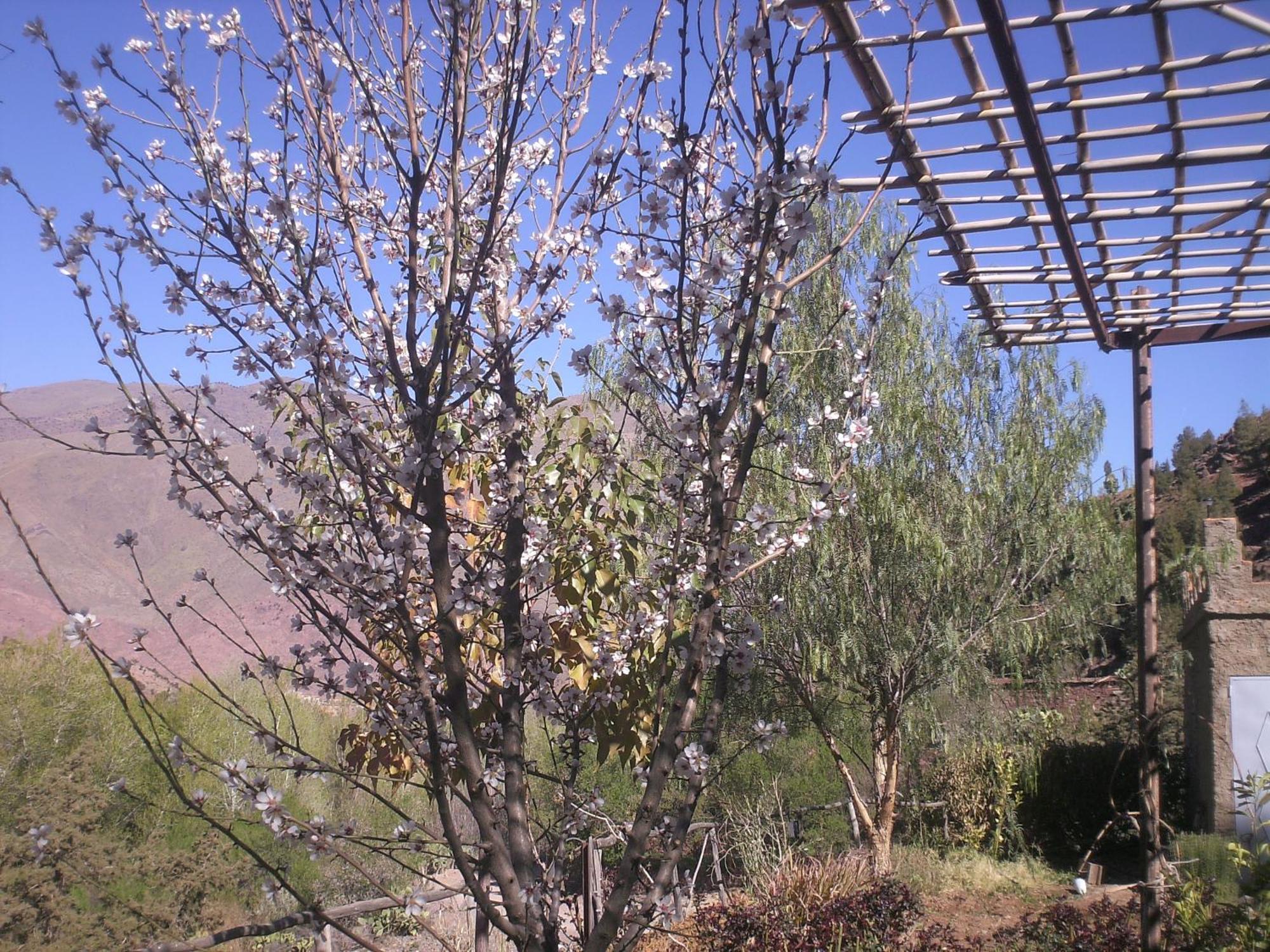 Auberge Tigmmi N'Tamazirte Ijjoukak Extérieur photo
